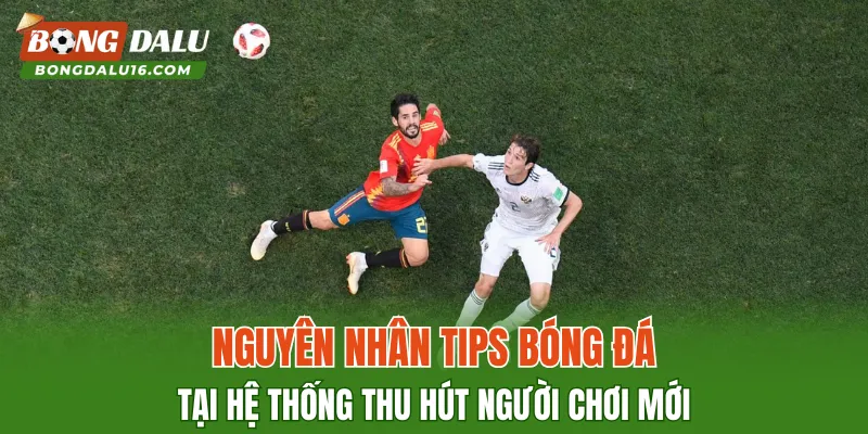Nguyên nhân tips bóng đá tại hệ thống thu hút người chơi mới